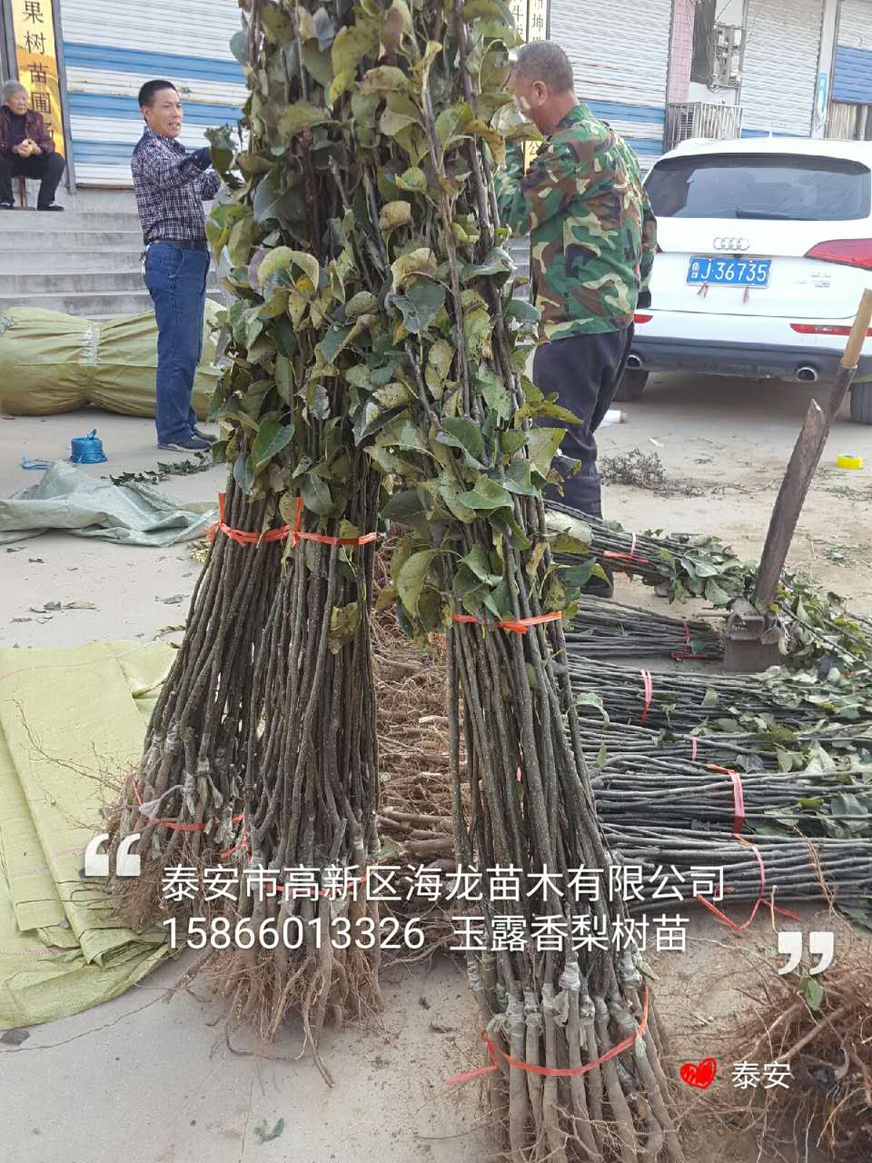 巨梨苗种植方法