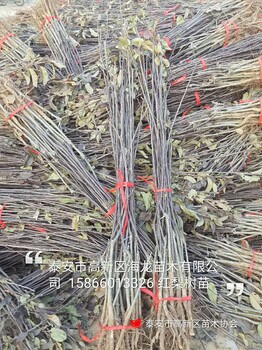1公分晚秋梨樹苗新品種
