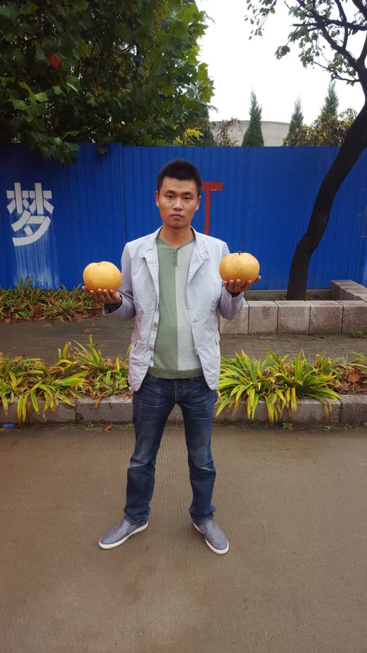 8公分秋月梨樹苗一畝地種植多少棵