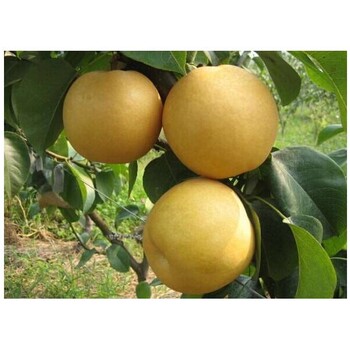 6公分玉露香梨树种植方法