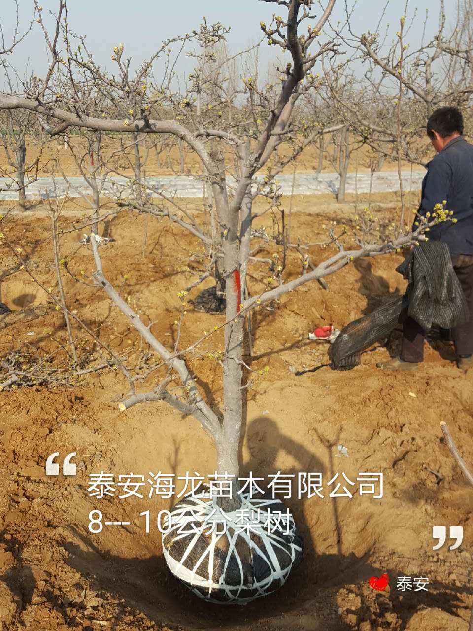 2公分早酥紅梨樹苗種植方法