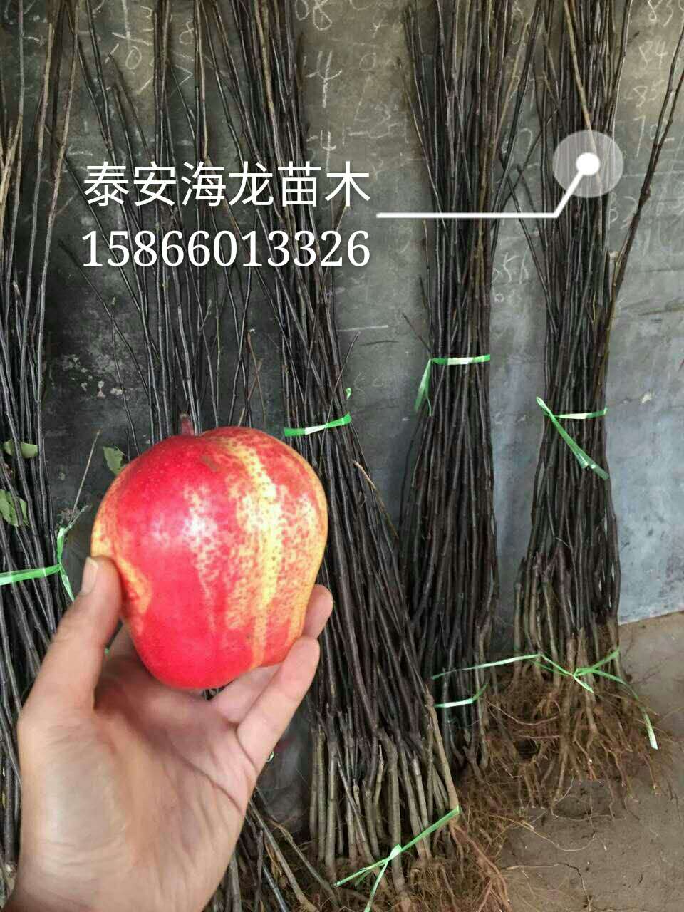 2公分玉露香梨树苗种植方法