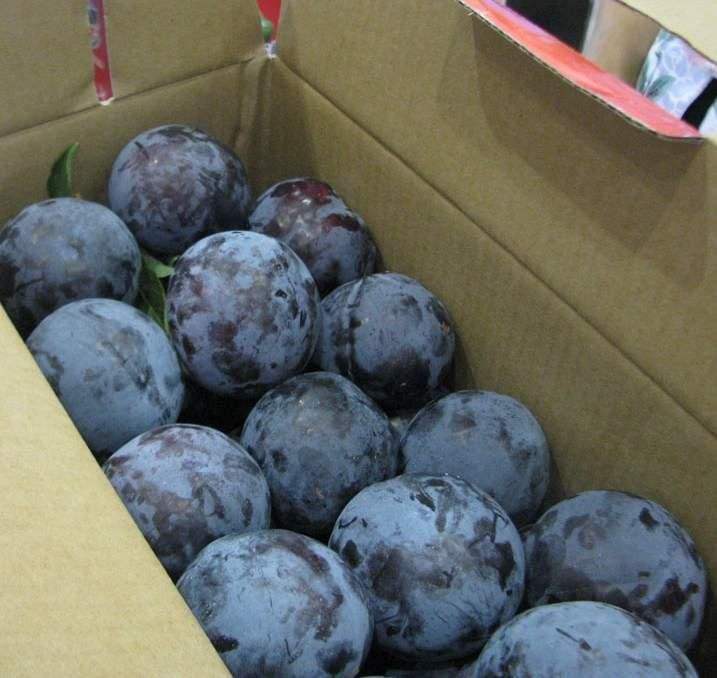 美國紅李子樹苗新品種、美國紅李子樹苗必看