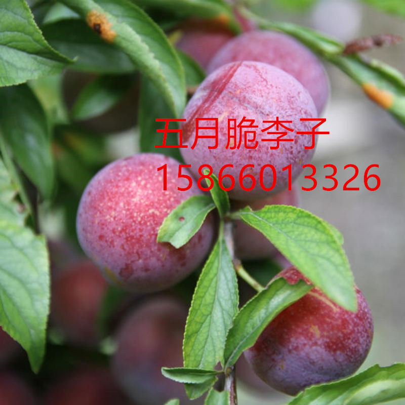 美國紅李子樹苗新品種、美國紅李子樹苗必看