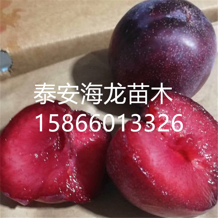 紅布朗李子樹苗一畝地種植多少棵、紅布朗李子樹苗必看