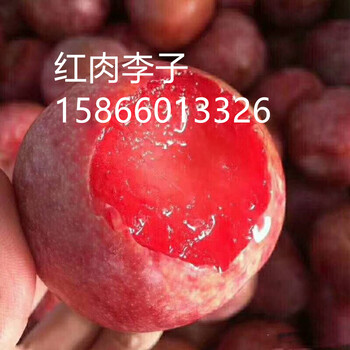3公分蜂糖李子樹(shù)種植方法、3公分蜂糖李子樹(shù)必看