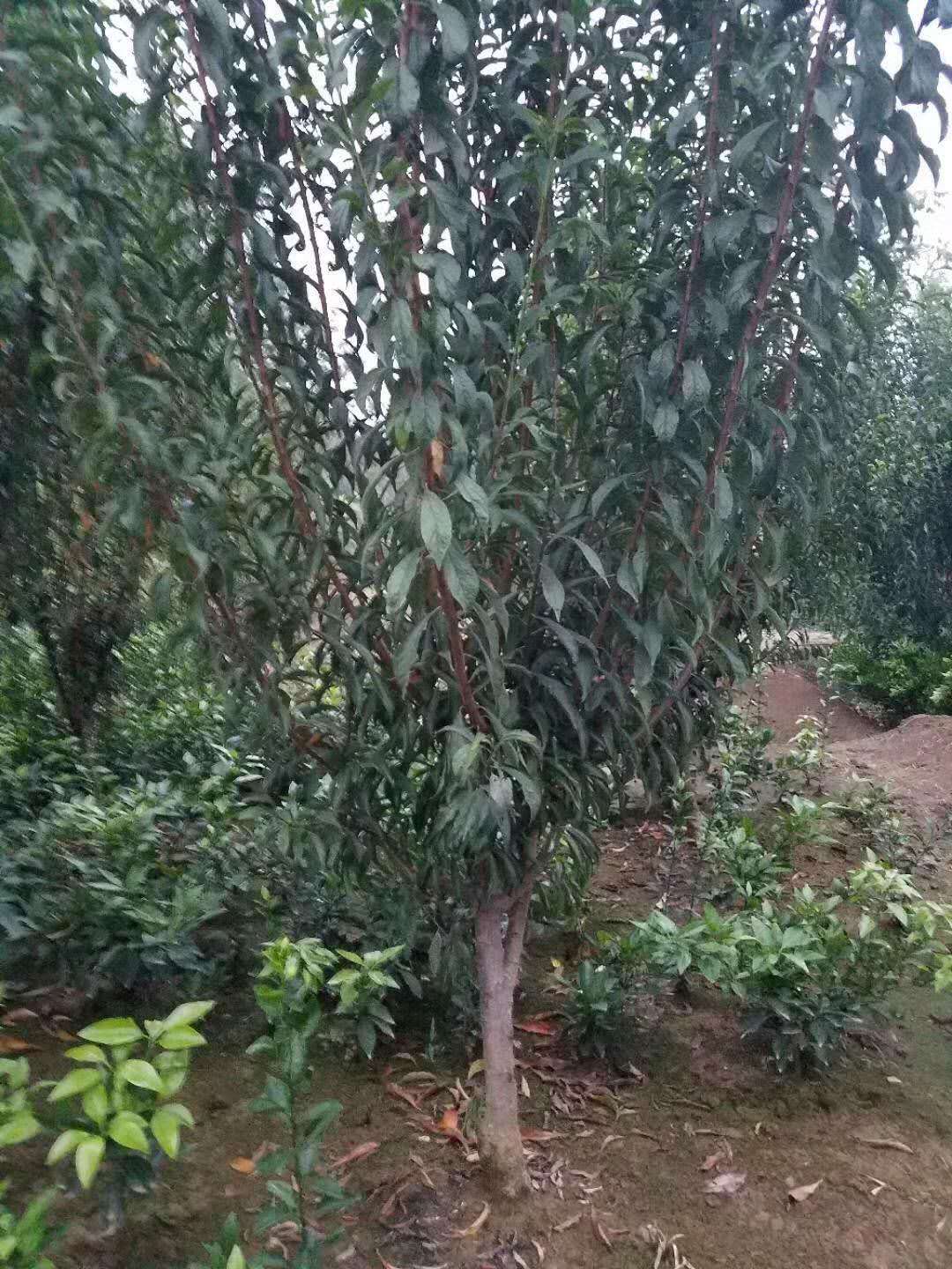 紅喜梅李子苗新品種、紅喜梅李子苗必看