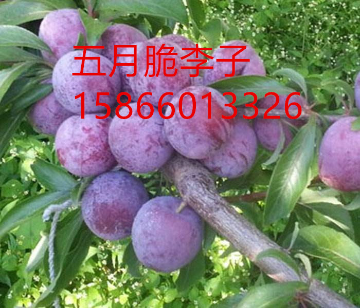 紅喜梅李子苗新品種、紅喜梅李子苗必看