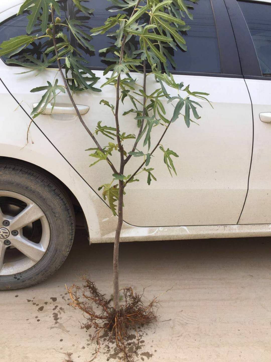 波姬紅無花果苗大棚種植技術(shù)、無花果樹苗價(jià)格
