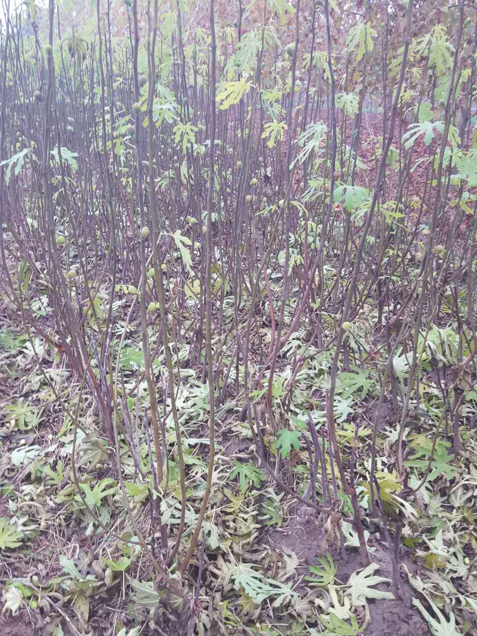 芭劳奈无花果树苗大棚种植技术、无花果树苗价格