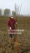 中农矮生(B1011)无花果苗大棚种植技术、无花果树苗价格