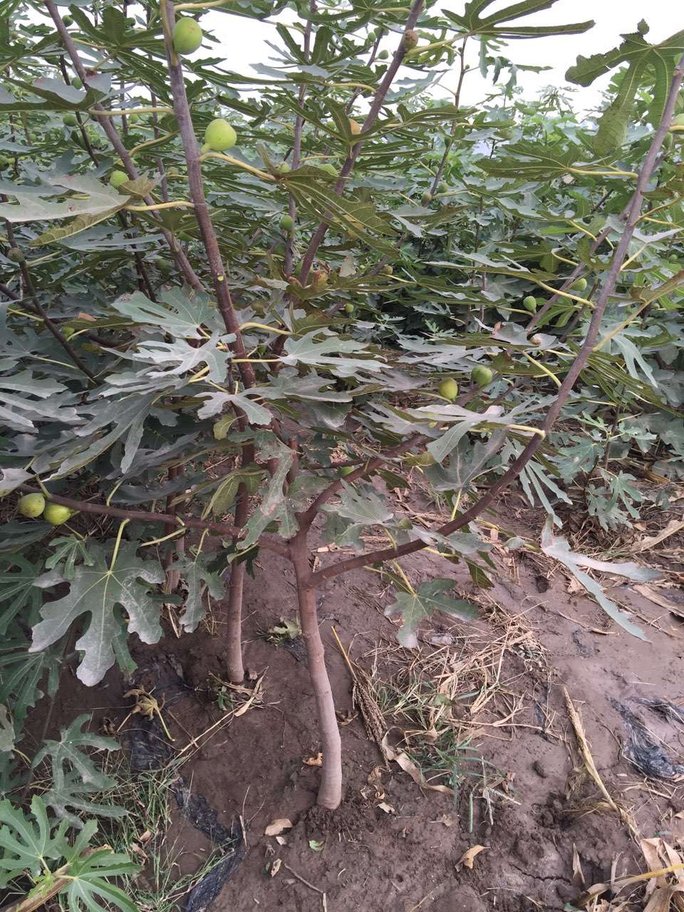 波姬紅無花果苗大棚種植技術(shù)、無花果樹苗價(jià)格