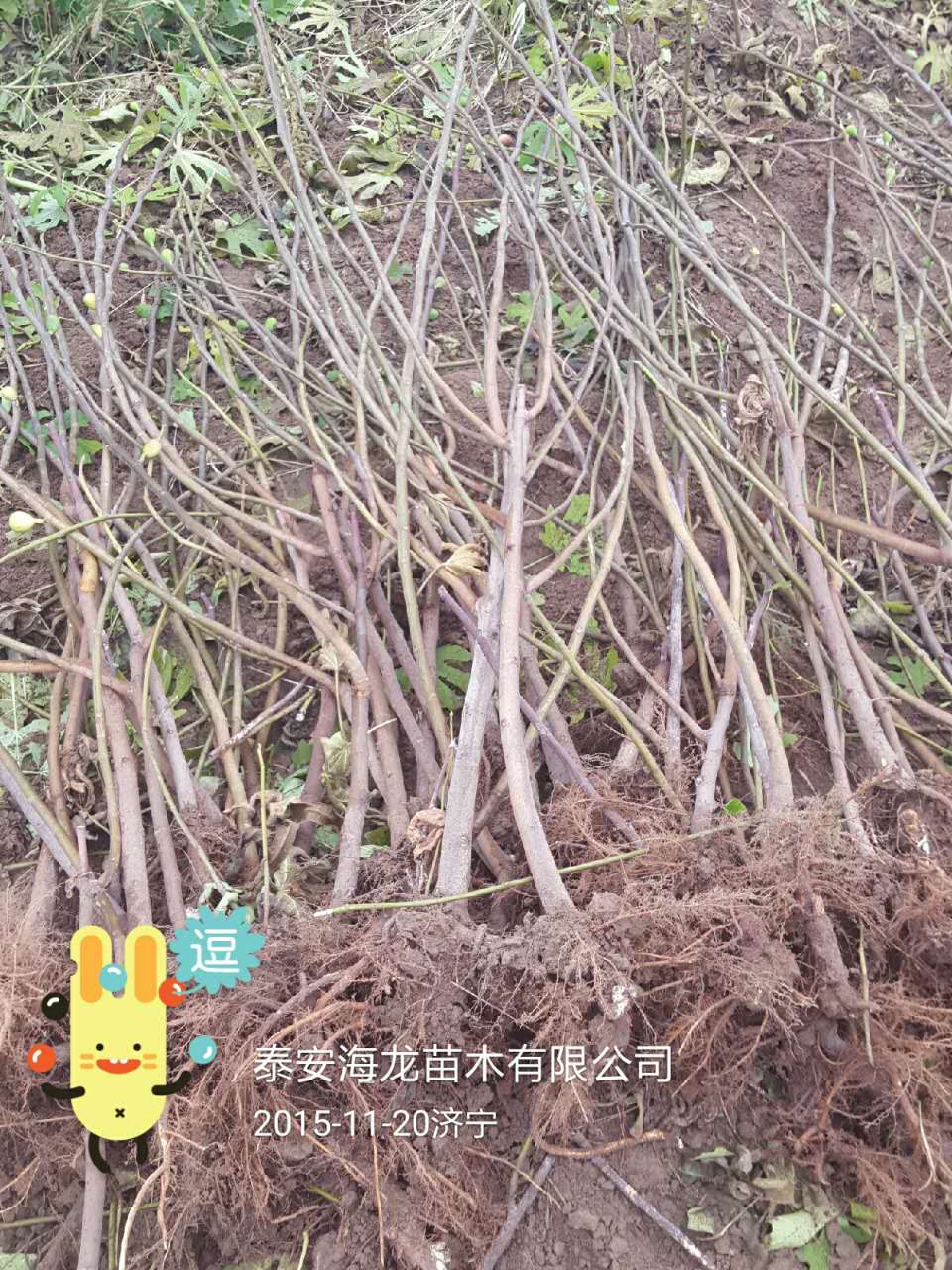 金傲芬無花果樹苗種植方法、無花果苗價(jià)格