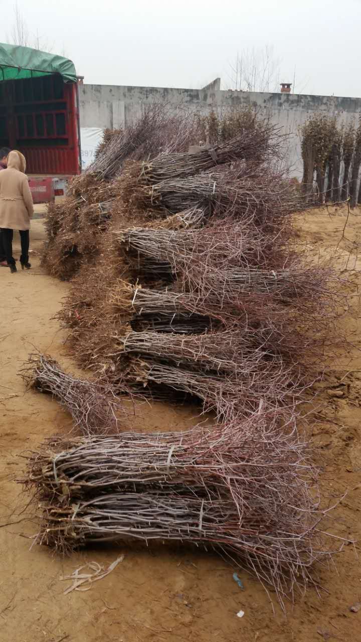 雞心蜜棗樹(shù)苗剪枝技術(shù)