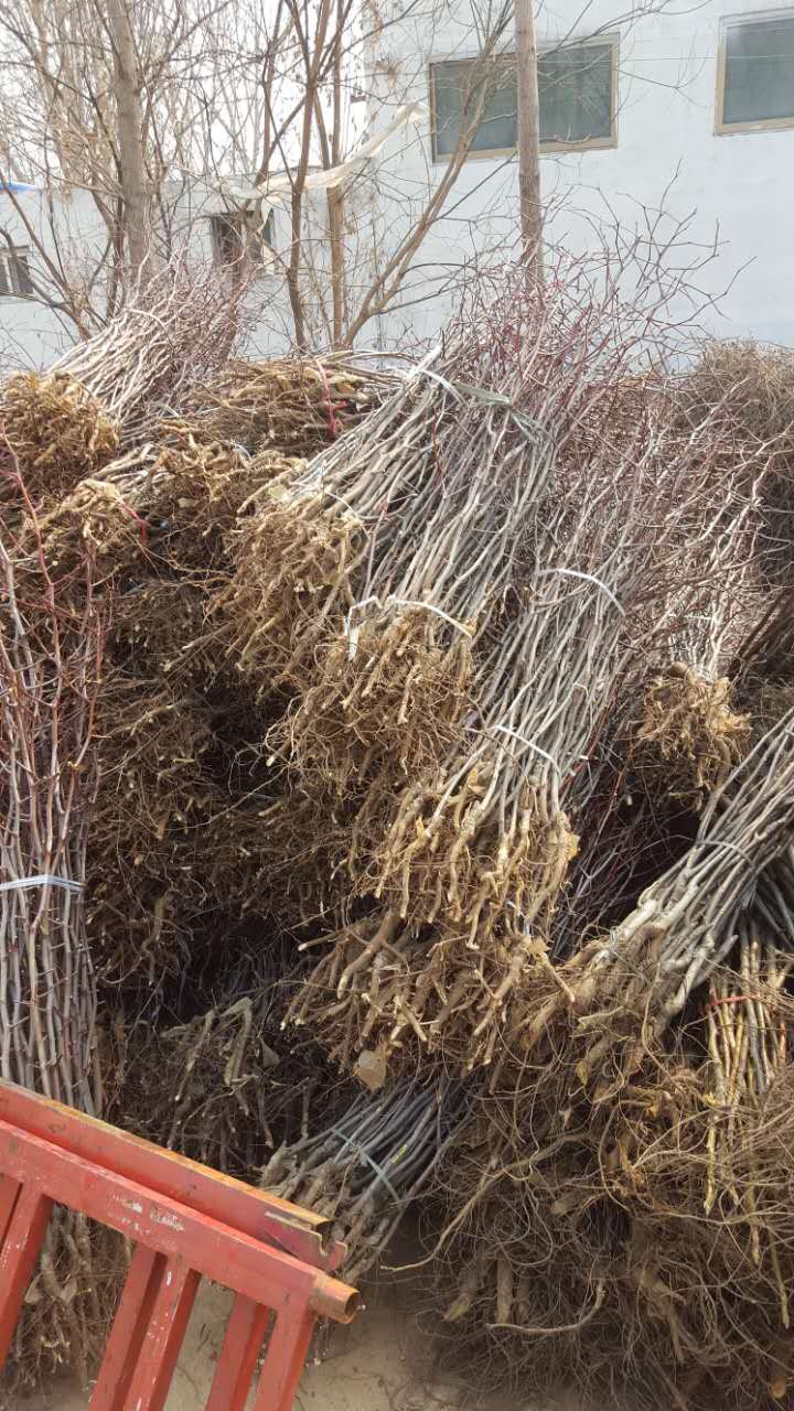 冬棗苗剪枝技術(shù)