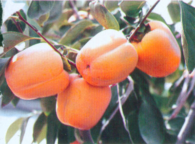 4公分甜柿树品种介绍,4公分甜柿树出售