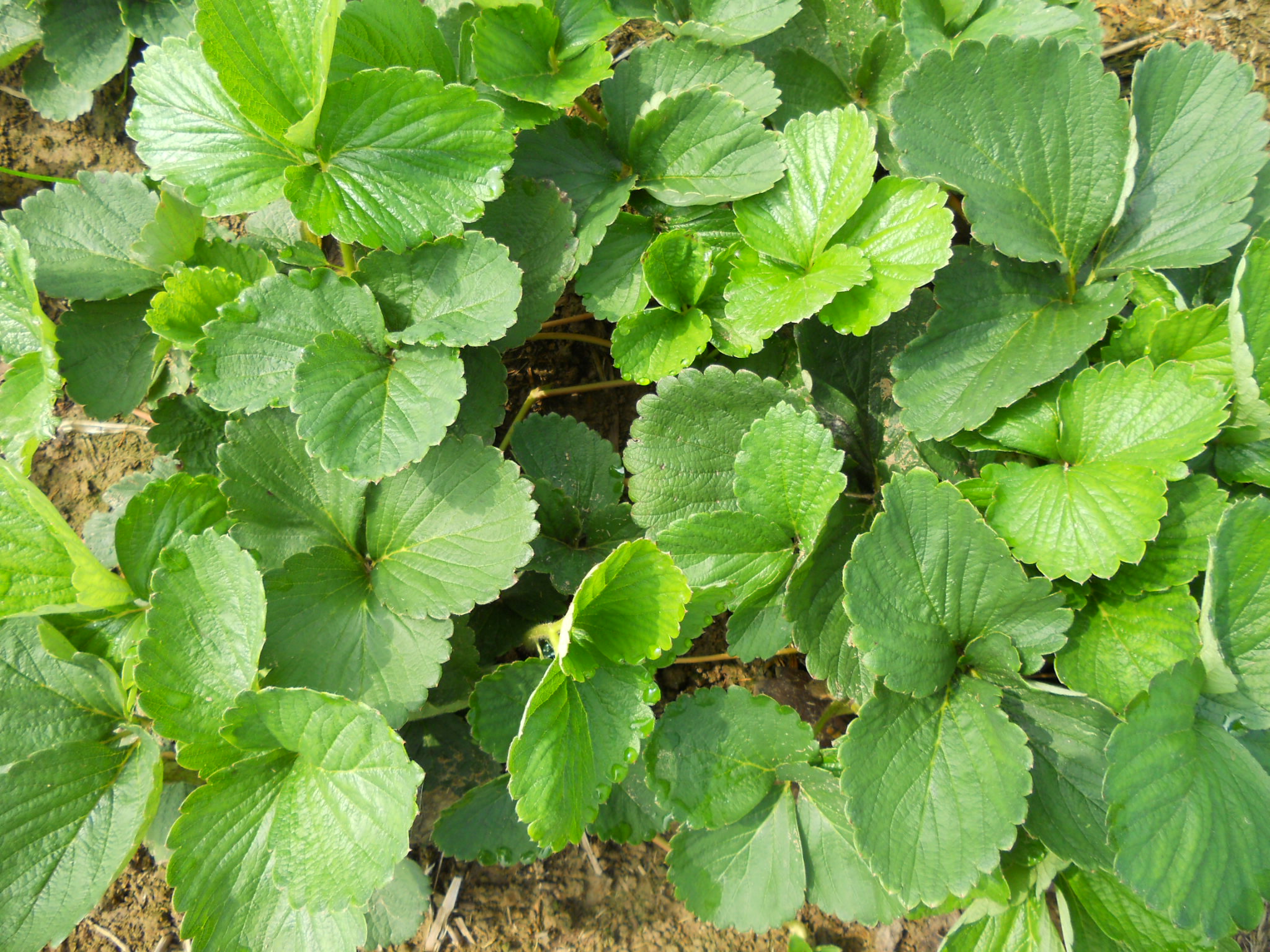 桃熏草莓苗大棚种植技术、桃熏草莓苗哪里买