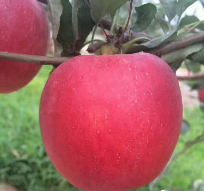 苹果树苗厂家供货、苹果树苗亩产量多少