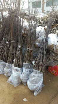 黃元帥蘋果樹苗廠家批發(fā)、黃元帥蘋果樹苗畝產(chǎn)量多少