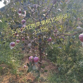 1公分柱狀蘋果樹苗生產(chǎn)廠家、1公分柱狀蘋果樹苗新品種