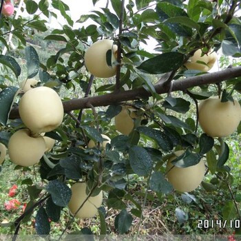 華碩蘋果樹苗價格行情、華碩蘋果樹苗品種介紹