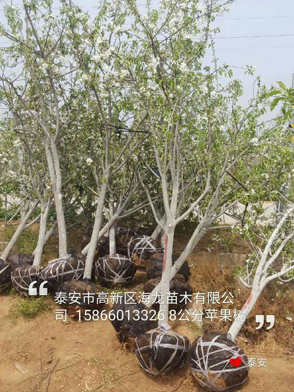 冰糖心蘋果小苗廠商出售、冰糖心蘋果小苗種植技術(shù)
