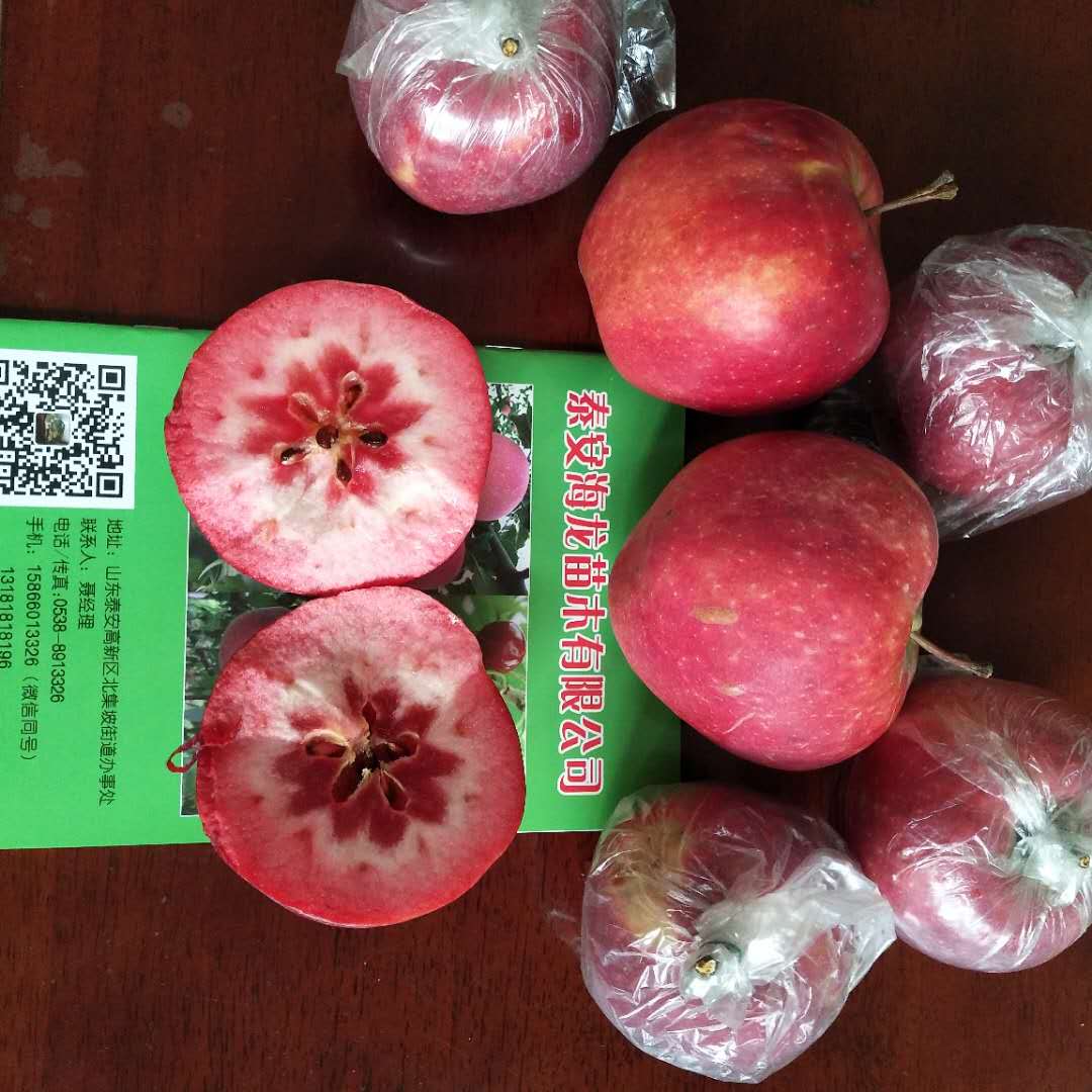 5公分红肉苹果树价格、5公分红肉苹果树品种介绍