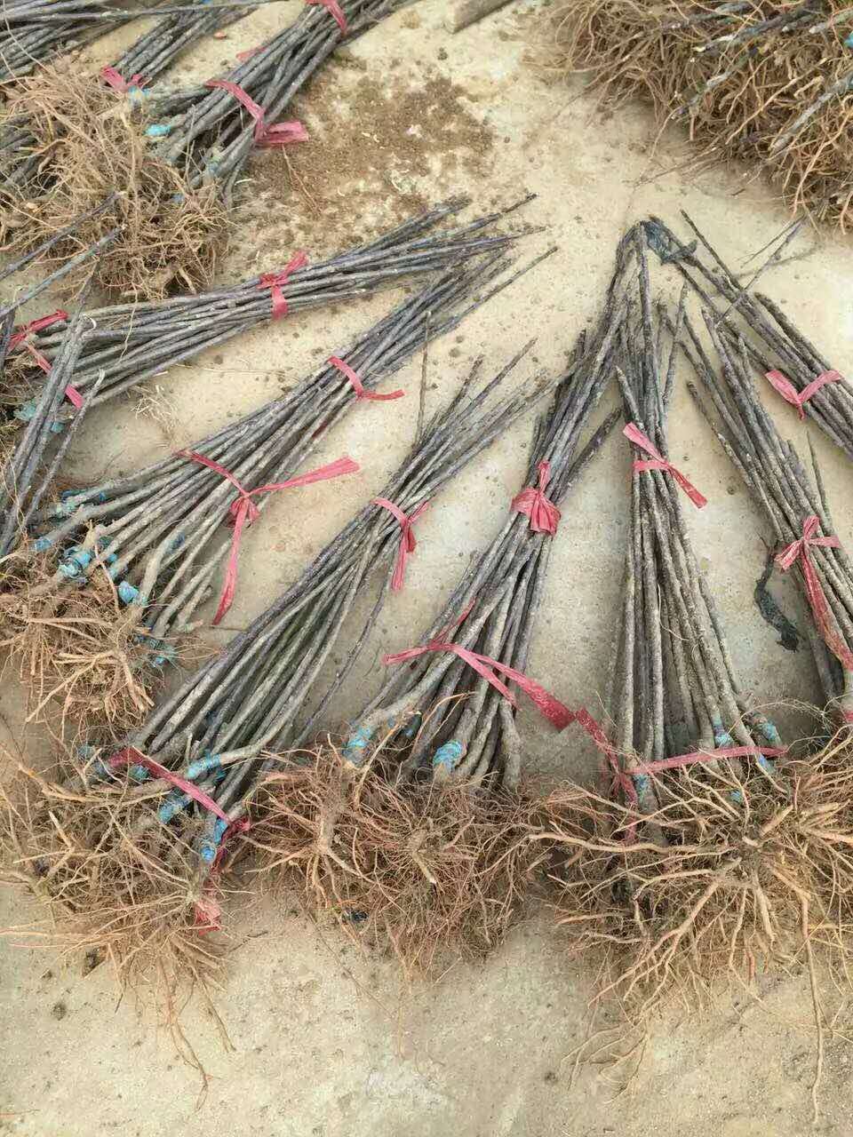 黃元帥蘋(píng)果樹(shù)苗廠家批發(fā)、黃元帥蘋(píng)果樹(shù)苗畝產(chǎn)量多少