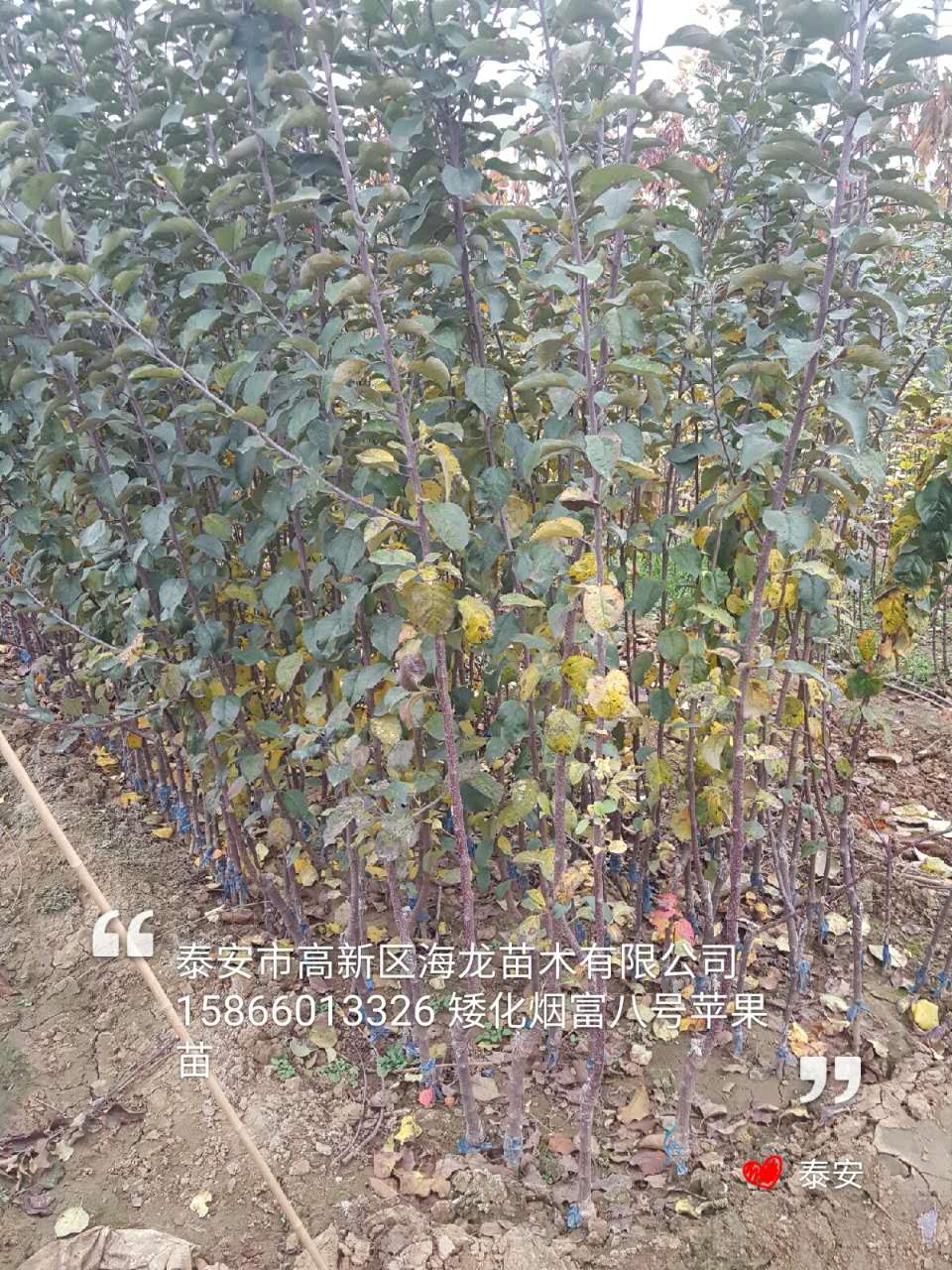 寒富蘋果苗每日報價、寒富蘋果苗畝產(chǎn)量多少