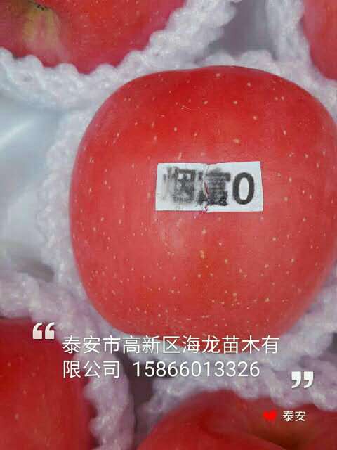 冰糖心蘋果小苗廠商出售、冰糖心蘋果小苗種植技術(shù)