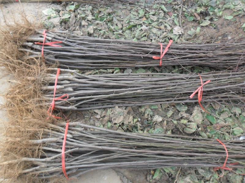 5公分美國八號蘋果樹廠家價格、5公分美國八號蘋果樹畝產(chǎn)量多少