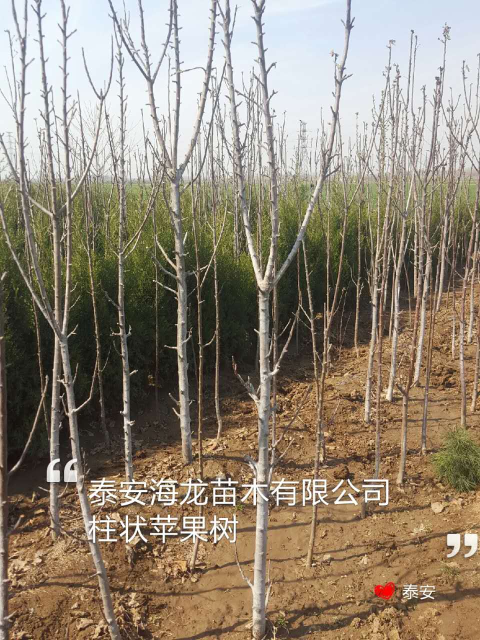 烟富3号苹果树苗批发商,烟富3号苹果树苗品种介绍