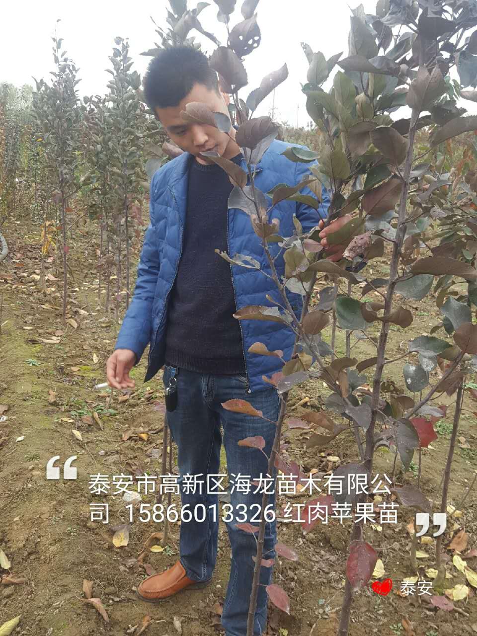 寒富蘋果苗每日報價、寒富蘋果苗畝產(chǎn)量多少