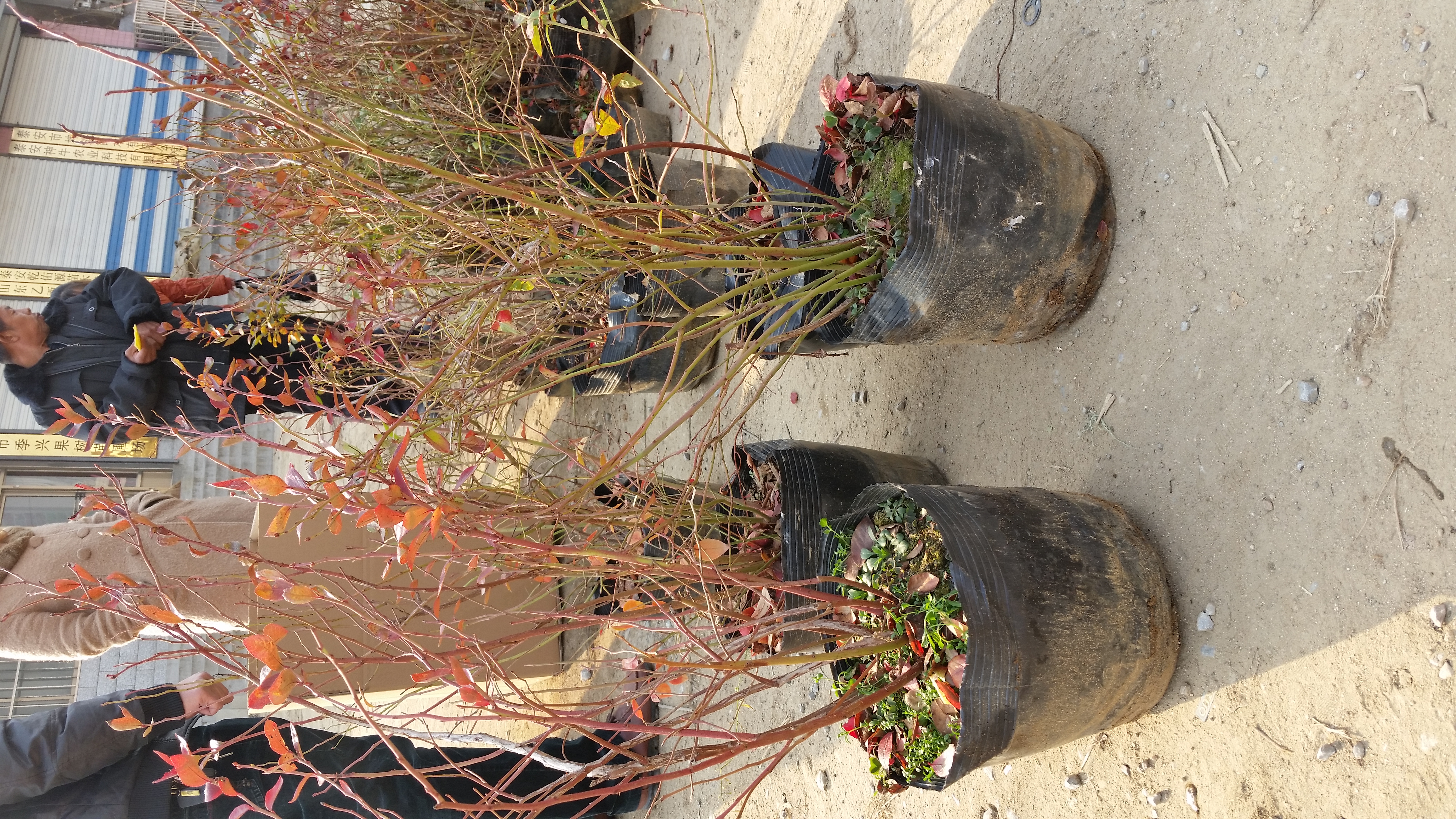 北高丛蓝莓苗种植间距、盆栽蓝莓苗