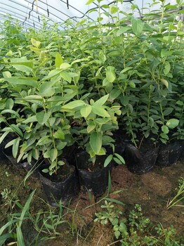 北高叢藍莓苗種植間距、盆栽藍莓苗