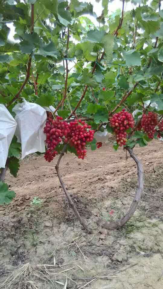 秋黑宝葡萄苗种植间距、矮化葡萄苗品种