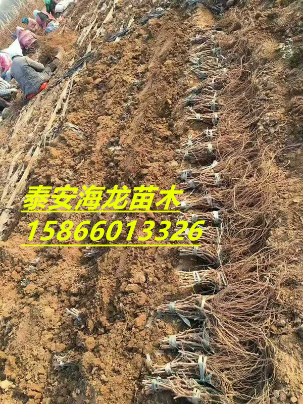貴妃玫瑰葡萄苗如何修剪、新品種葡萄苗