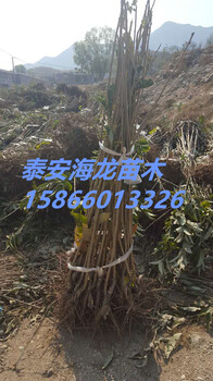 5公分板栗樹怎么分辨真假、矮化板栗苗品種