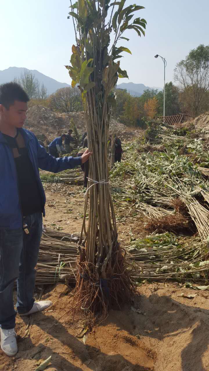 中果红油栗树苗适合什么环境土壤,矮化板栗苗品种