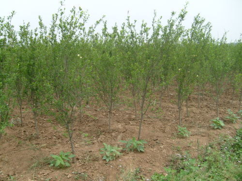 石榴樹苗種植間距多遠(yuǎn)&新品種石榴苗