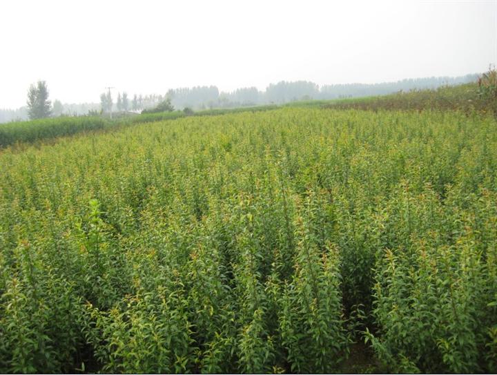 1公分石榴樹種植間距多遠&矮化石榴苗基地