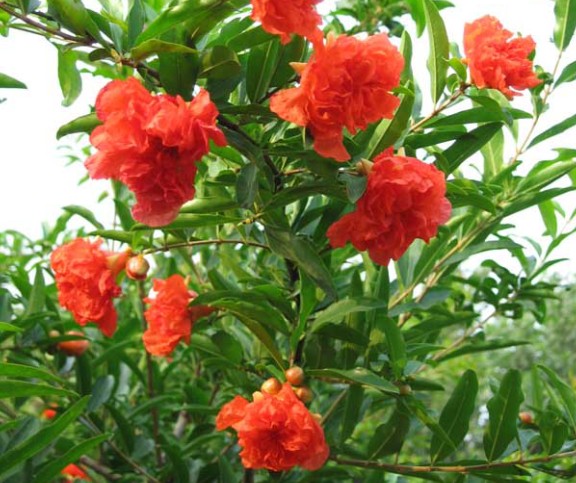 石榴樹苗種植間距多遠(yuǎn)&新品種石榴苗