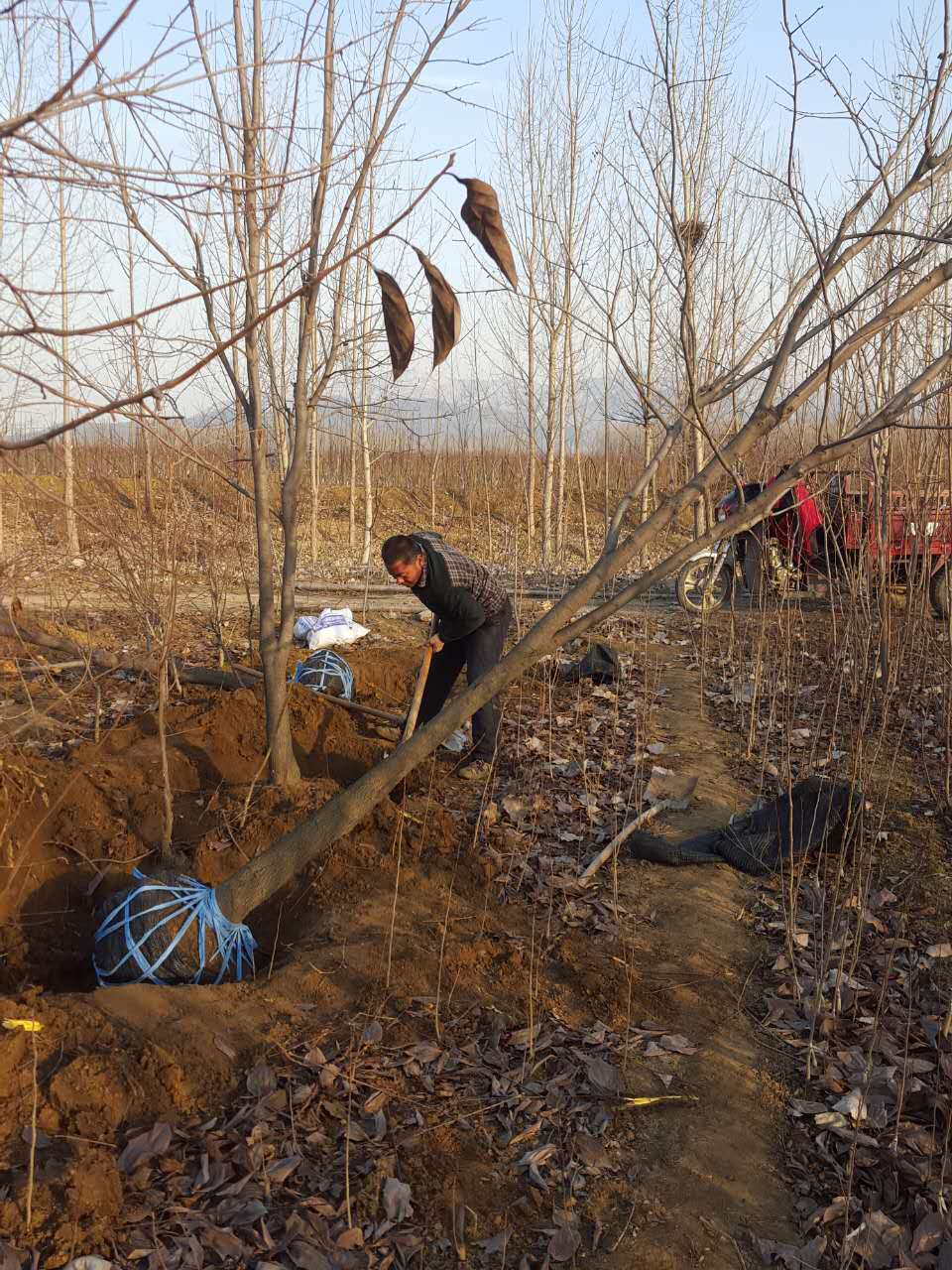 富平尖柿柿子苗种植间距多远、矮化柿子苗基地