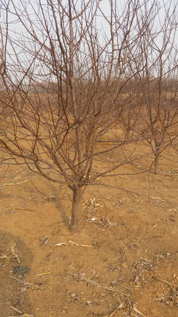 红丰杏树苗种植间距多远、新品种杏树苗