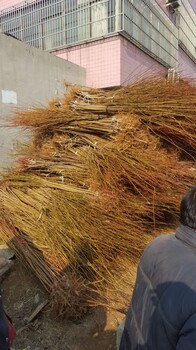 瑪瑙杏樹苗品種詳細(xì)介紹、矮化杏樹苗基地