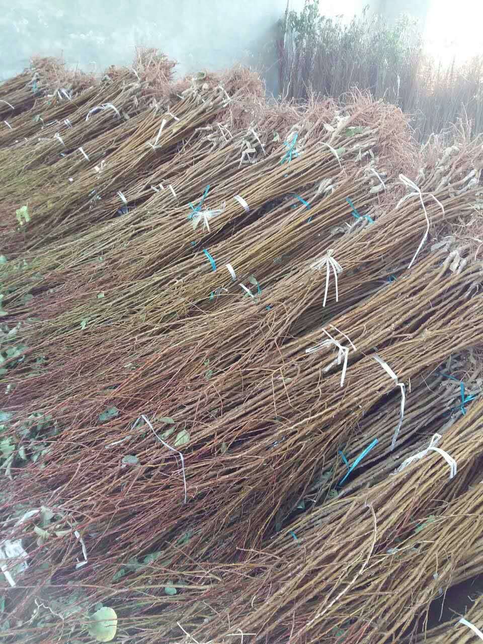 特早熟一號杏苗種植間距多遠(yuǎn)、山東杏樹苗