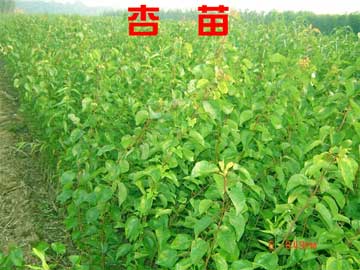 特早熟一號杏苗種植間距多遠(yuǎn)、山東杏樹苗