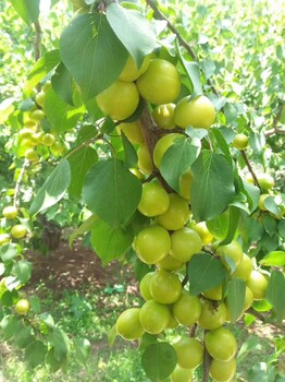 大西梅苗今年價(jià)格多少錢一棵、山東杏樹苗