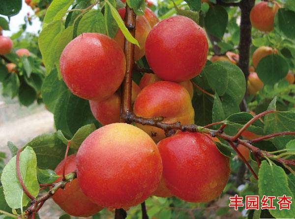 玛瑙杏树苗品种详细介绍新品种杏树苗
