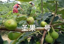 中国紫果无花果树苗云南中国紫果无花果树苗价格图片2